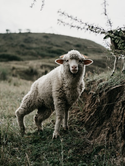 Aries in the green grass during the day
